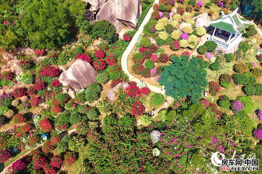 房车网 品种各异的三角梅依山势错落生长。人民网记者 陈博摄