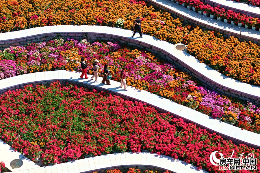 房车网 厦门市园林植物园的国家三角梅种质资源库花开正盛。人民网记者 陈博摄