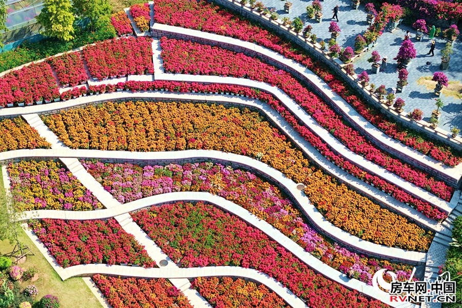 房车网 满园三角梅争奇斗艳,好似一条“花毯”。人民网记者 陈博摄