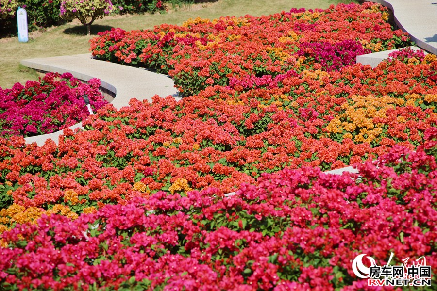 房车网 各色三角梅竞相绽放。人民网记者 陈博摄