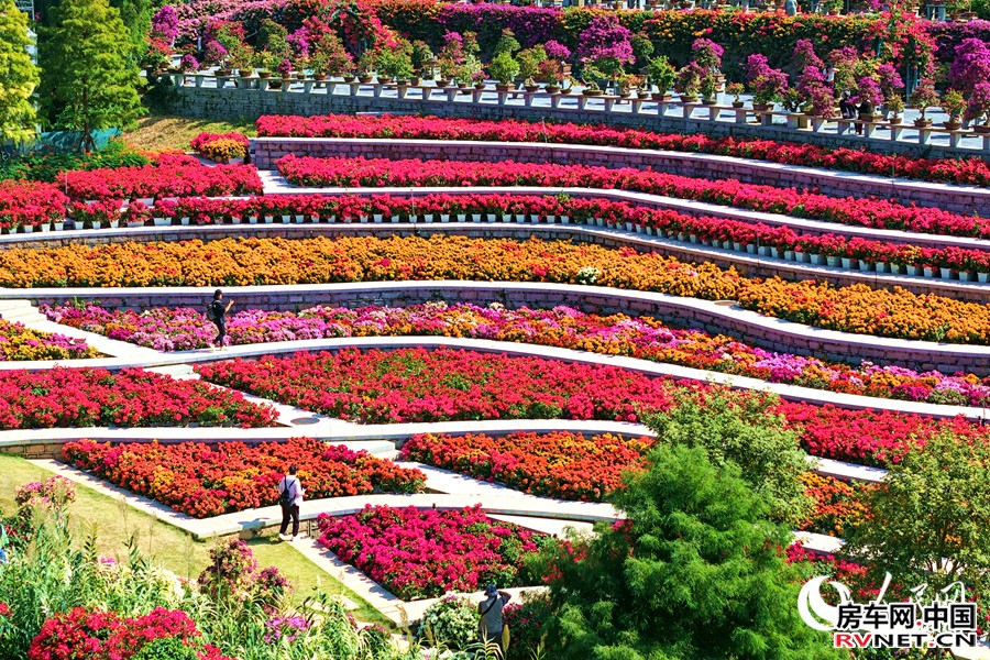 房车网 层层叠叠的三角梅引人入胜。人民网记者 陈博摄