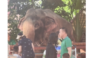 游览云南西双版纳傣族自治州景洪市曼听御花园 曼听公园3-2