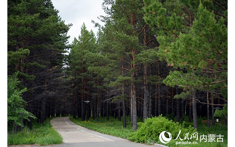 行进中国｜闯入油画！来樟子松的故乡看林海松涛
