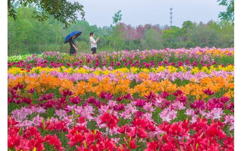 金秋赏花正当时